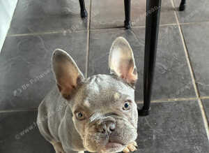 I have a 16 week KC reg blue/tan female for sale.