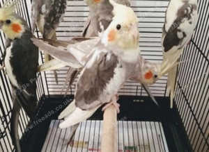 5 cockatiels available if take all &pound;75 each
