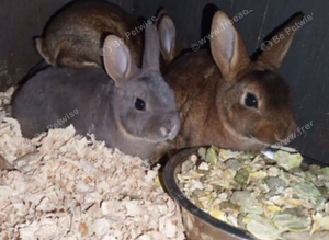 Absolutely stunning baby mini rex