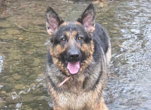 Female German Shepherd