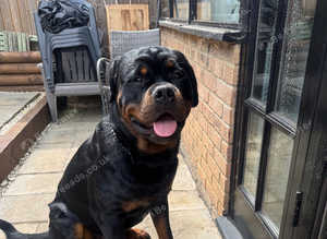 Rottweiler for stud