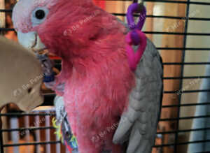 Galha cockatoo male (spike)