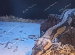 2 royal pythons