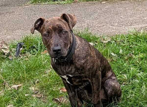 Staffy X Cane Corso