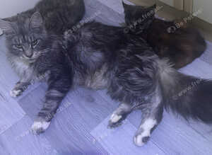 Maine coon cross girl