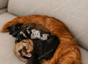 Cocker spaniel puppies