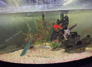 Cold water fluval corner setup plus fish