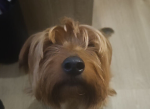 Buster stud