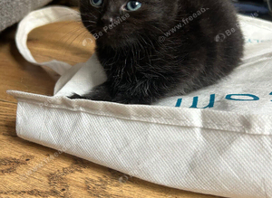 3 black boy kittens ready 14th sep