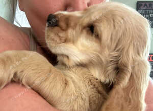 7 golden cocker spaniels