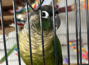 Sell my bird and cage conuree