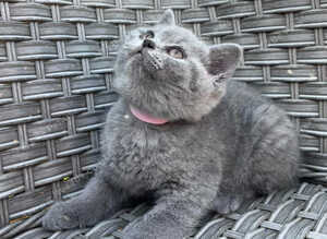 GCCF Blue British Short Hair Kittens