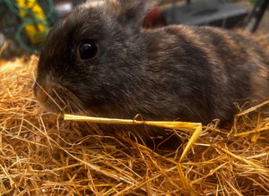 Baby rabbits ready to go