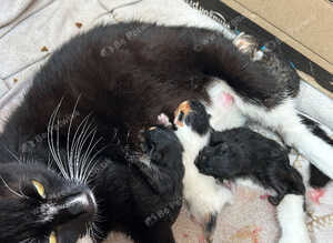 KITTENS LOOKING FOR THEIR FOREVER HOMES