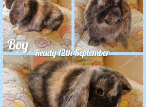 Mini lop kits
