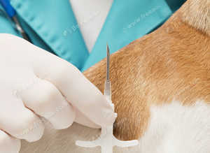 Pet microchipping service, visit us or(mobile)