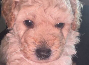 Gorgeous boy cockapoo