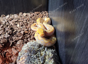 Super dwarf reticulated python