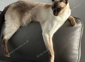 Chocolate point Siamese