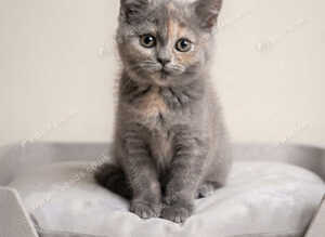 Stunning GCCF registered BRITISH SHORTHAIR