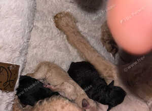 F3 cockapoos