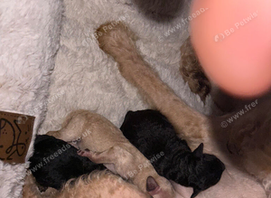 F3 cockapoos