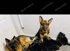 Gorgeous German shepherd pups