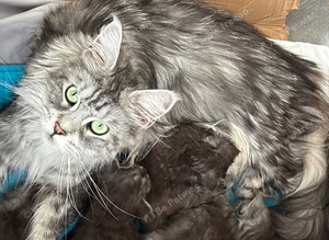 Polly MaineCoon