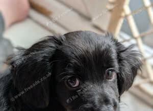 Chihuahua x cocker boy