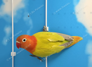 DNA sexed Male Female Lovebirds