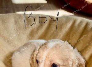 Cockapoo puppies