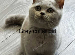 Ready Now -  Tica Registered BSH kittens