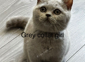 Ready Now - Tica Registered BSH kittens
