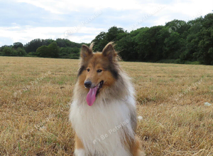Rough collie stud