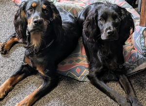 Working Cocker Spaniel Puppies