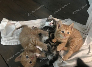 kittens