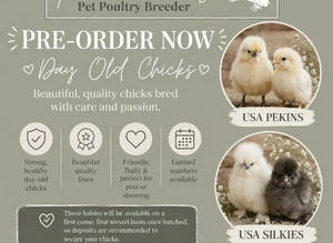 Preorder Chicks