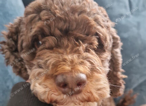 Rehoming my beautiful cockerpoo