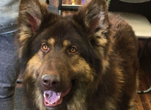 German Shepherd at stud. Kennel Club registered. Liver and Tan.