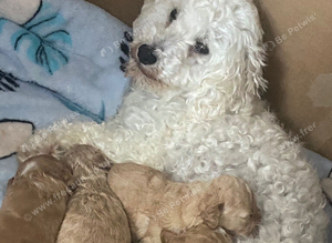 Toy Cockapoos