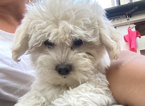 3 Maltese puppies