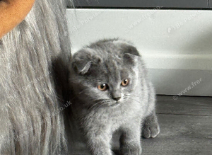 Beautiful Scottish Fold & Straight kittens