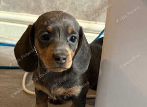 KC REGISTERED MINIATURE DACHSHUND PUPPIES
