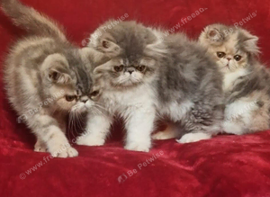 Stunning exotic/persian kittens