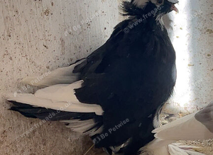 Hen trumpeter