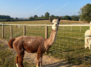 Rose grey BAS registered proven male