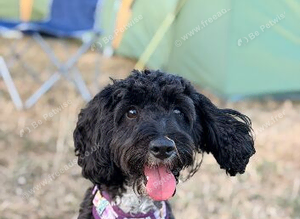 Bella the miniature cockapoo