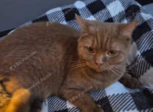 Stunning Cinnamon British Shorthair Female