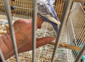 Helicopter Baby Budgies