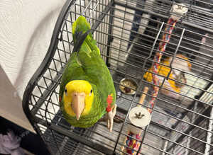 Double yellow headed amazon male